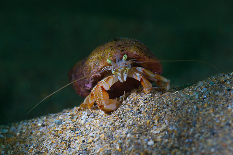 Underwater Photography Championships winner - Hermit Crab